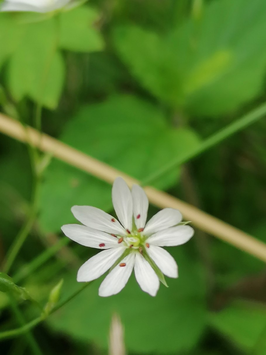 Звездча́тка гигрометри́ческая (лат. Astraeus hygrometricus)