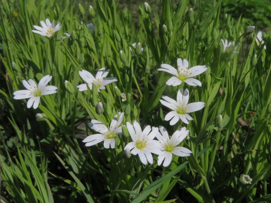 Мокрица трава выращивать дома