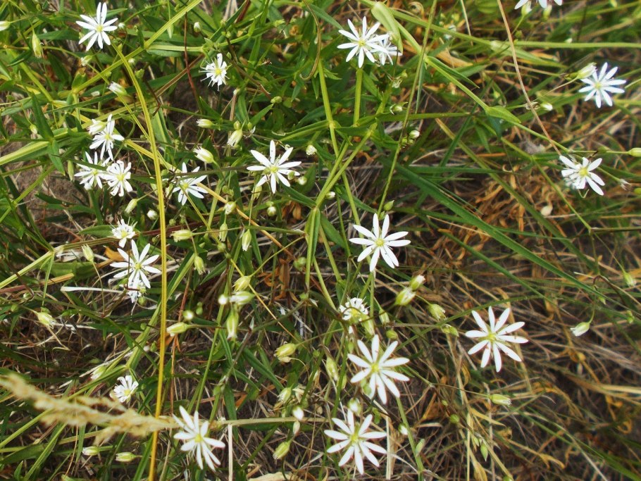 Белый полевой цветок звездчатка