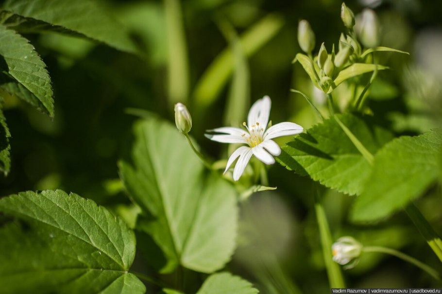 Трава Звездочка фото