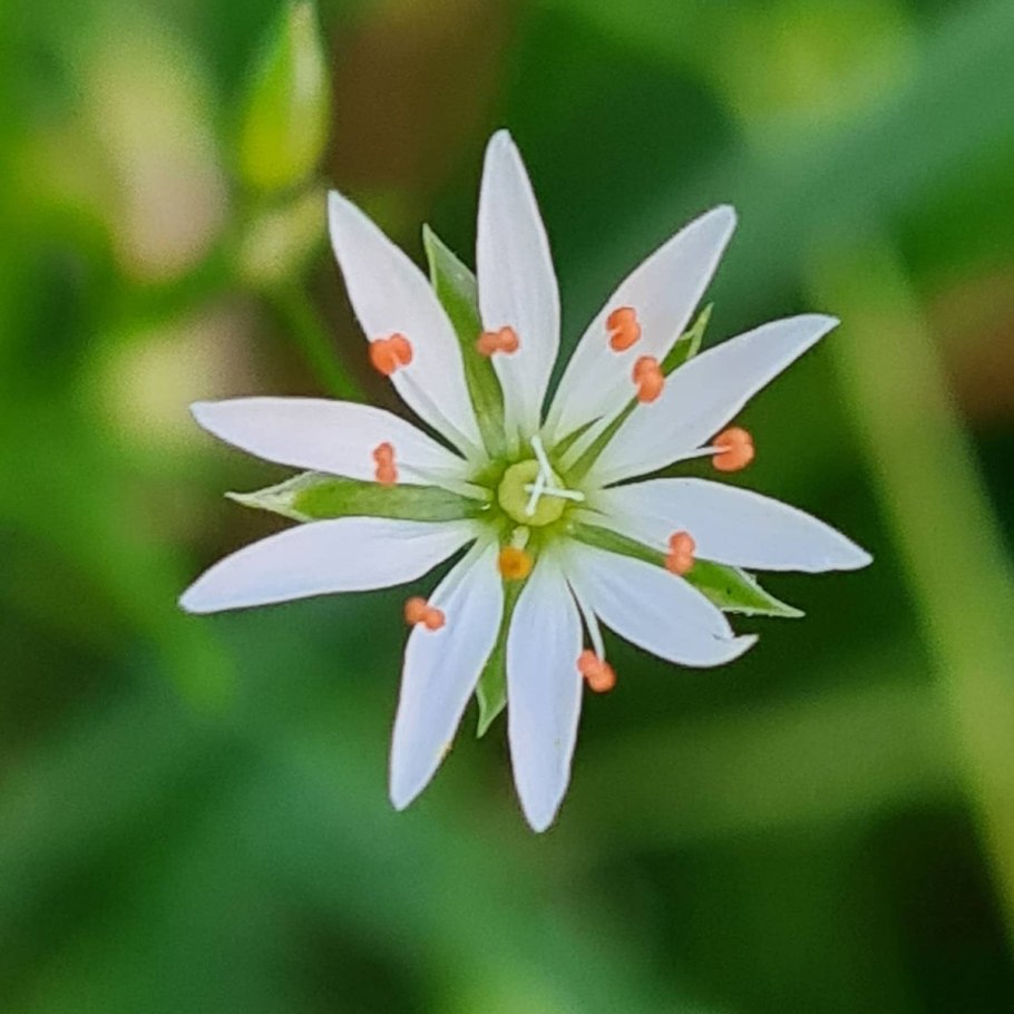 Растения Костромского края