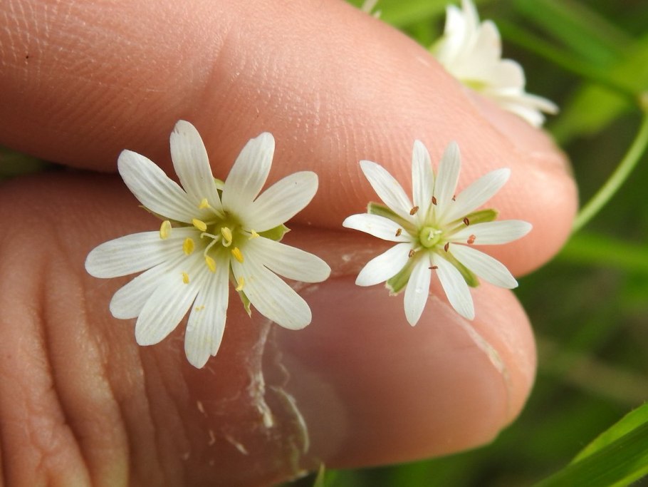 Звездчатка Лучистая