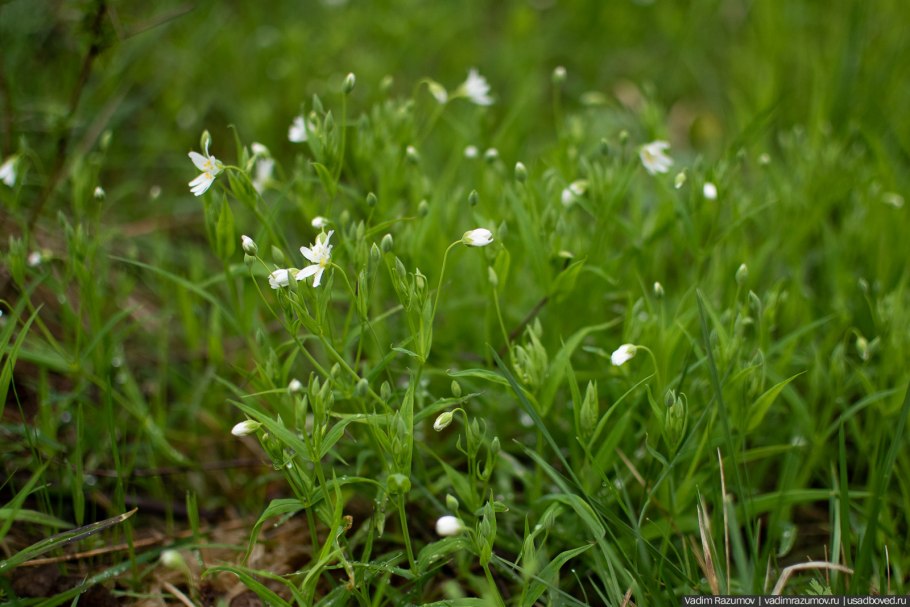 Цветок звездчатка