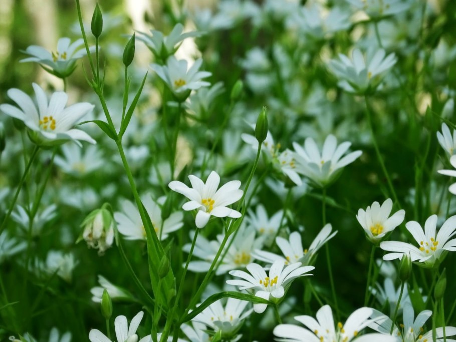 Звездчатка гигрометрическая