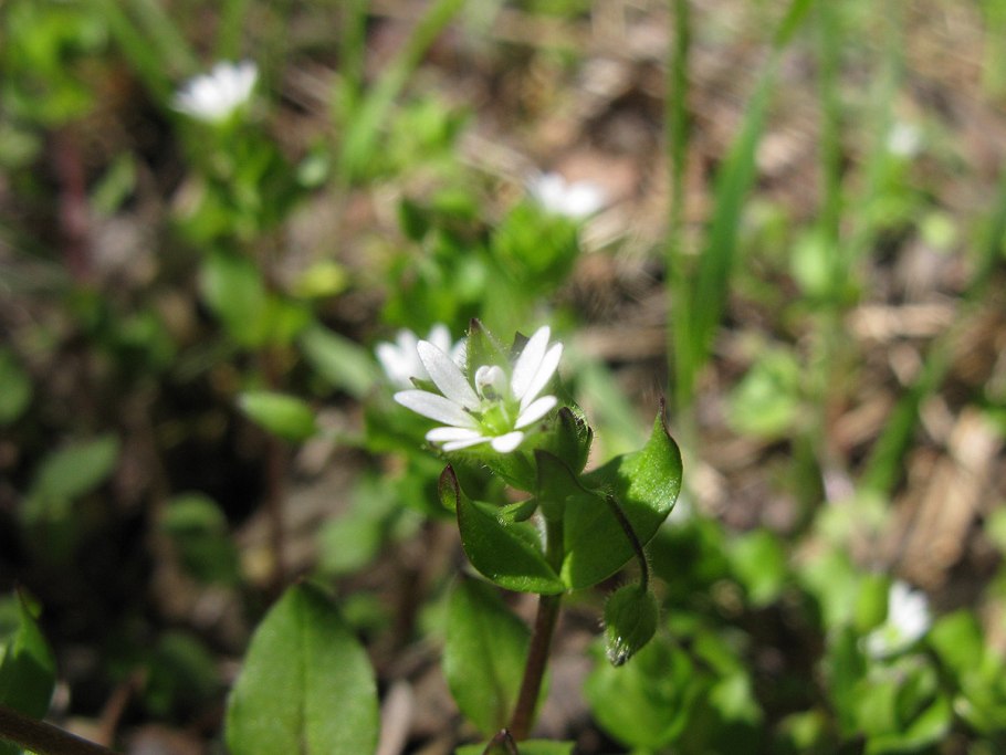 Звездовик бахромчатый