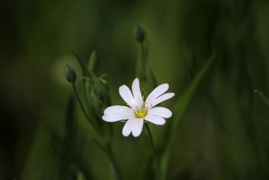 Звездчатка ланцетовидная