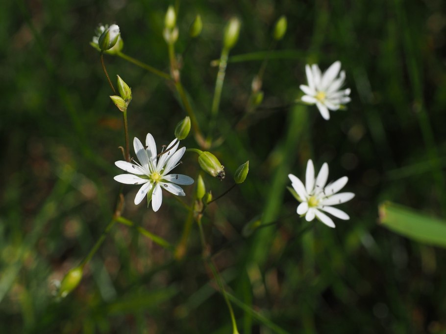 Звездчатка вильчатая