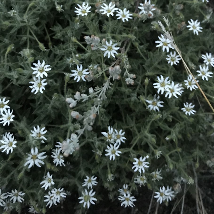 Stellaria holostea