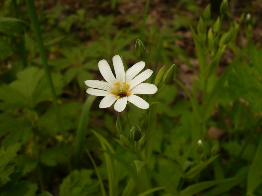 Звездчатка длиннолистная