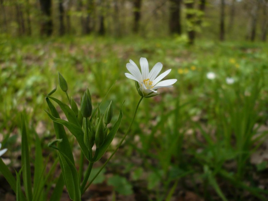 Звездчатка гигрометрическая
