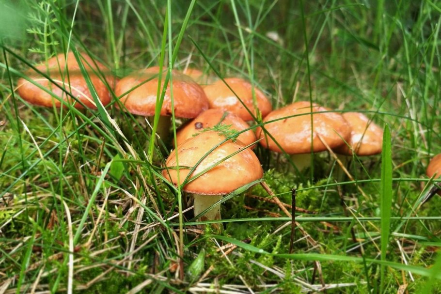 Маслёнок лиственничный Suillus grevillei