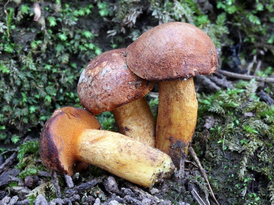 Грибы маслята ложные