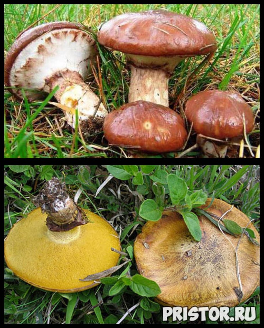 Мокруха Еловая