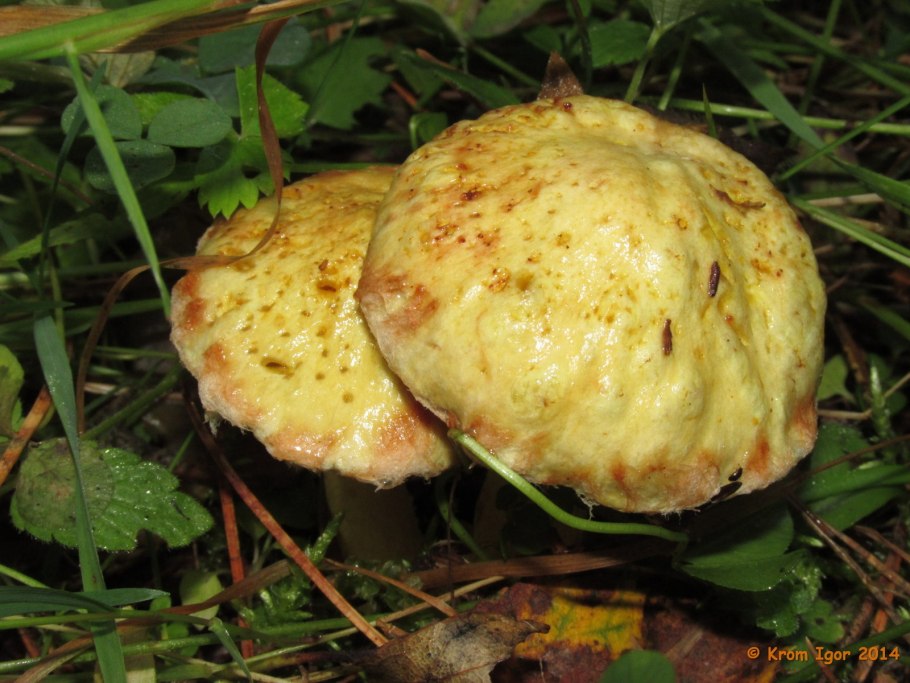 Маслята фото несъедобные