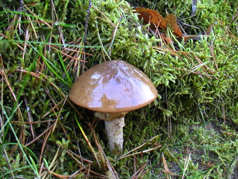 Маслёнок настоящий Suillus luteus