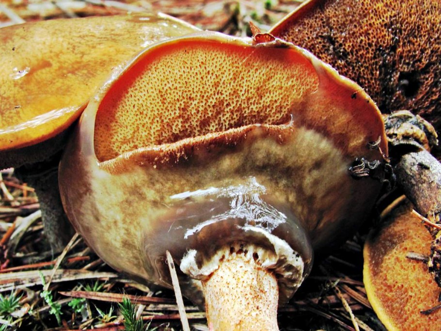 Перечный гриб Chalciporus piperatus