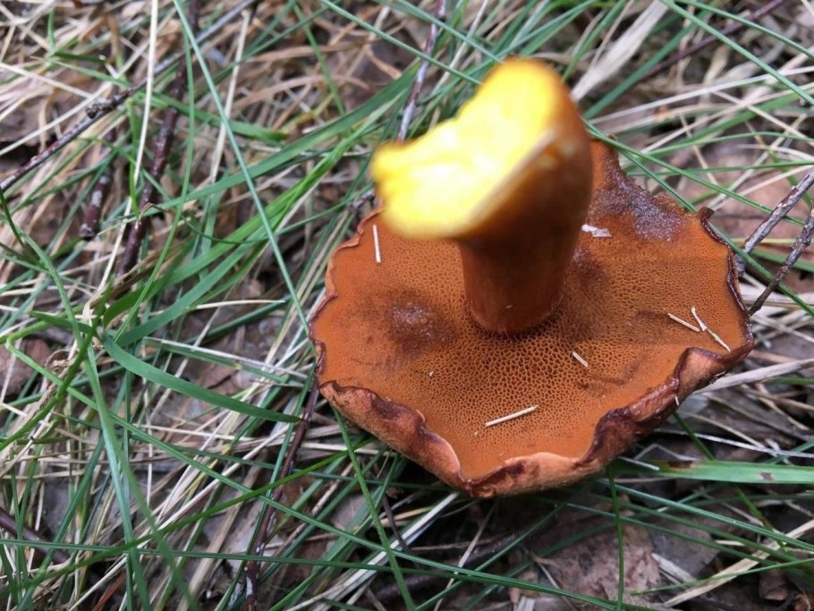 Грибы маслята ложные