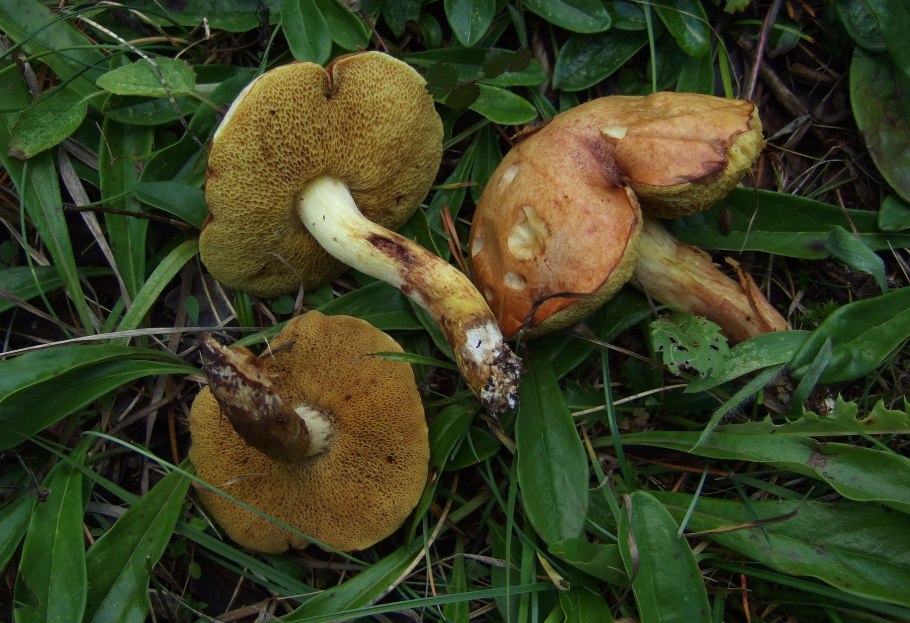 Маслёнок Клинтона (Suillus clintonianus)