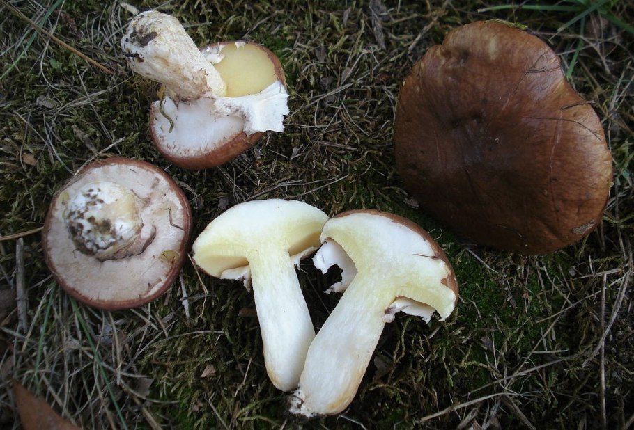 Маслята грибы несъедобные