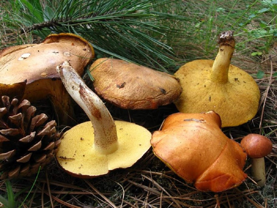 Suillus grevillei
