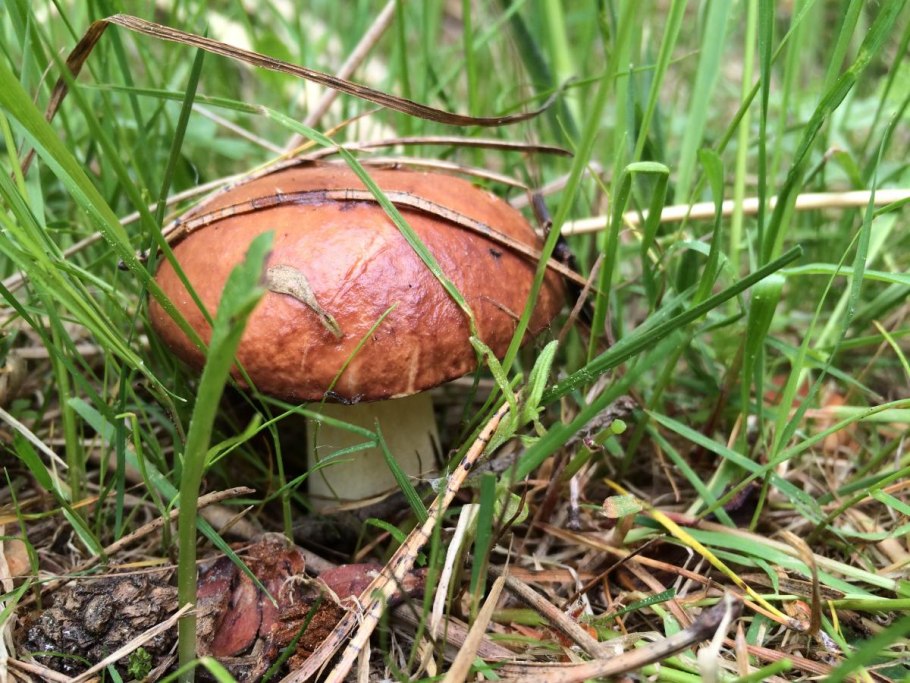 Съедобные грибы маслята