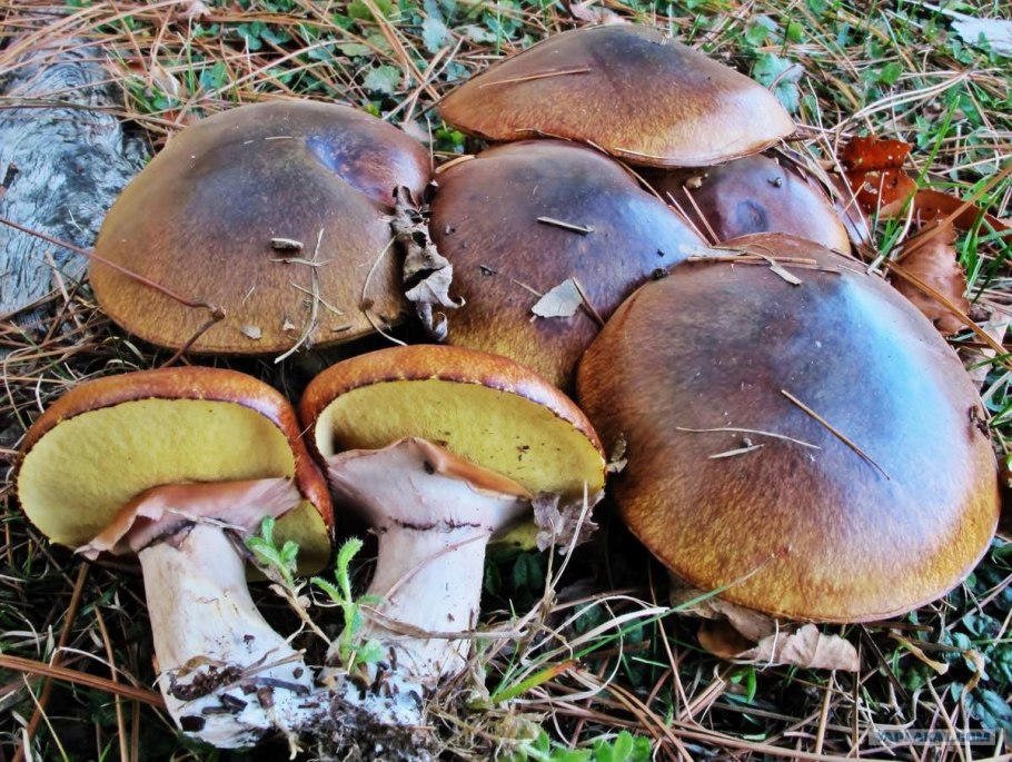 Маслята съедобные и несъедобные