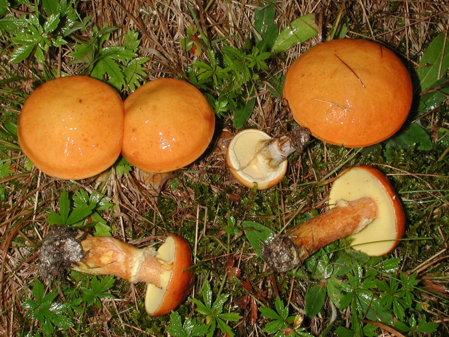 Suillus salmonicolor