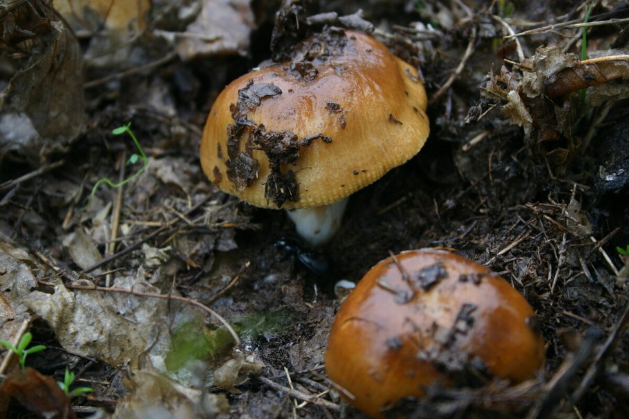 Гриб маслёнок ложный