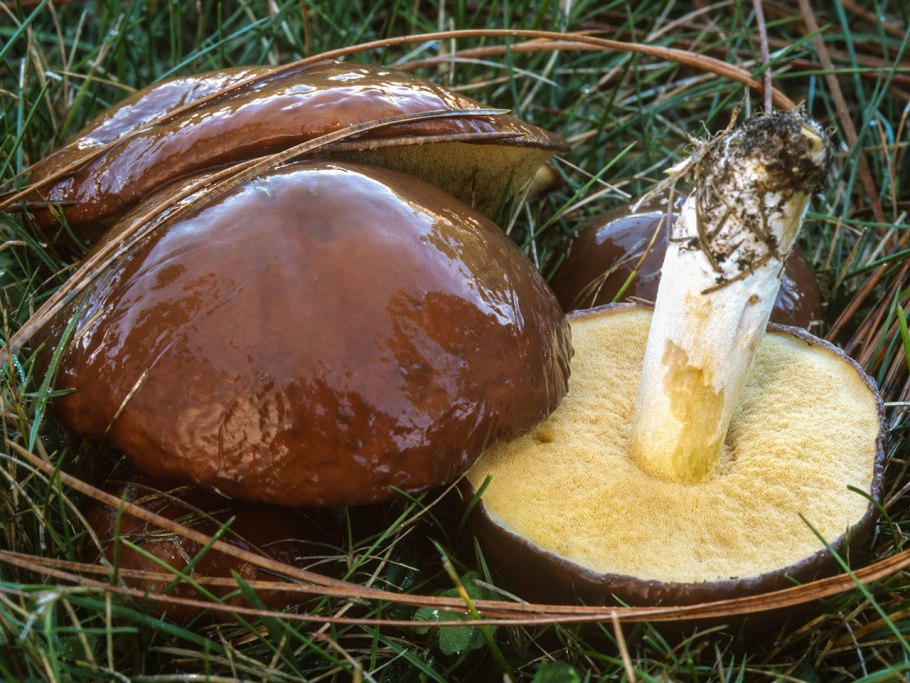 Гриб suillus luteus