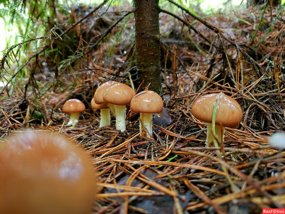 Маслята в сосновом бору