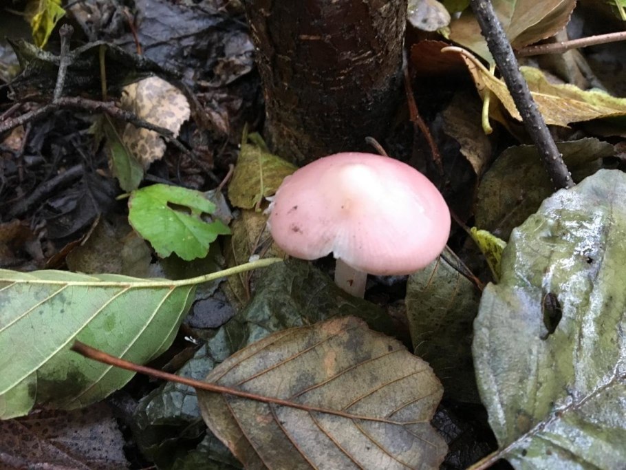 Сыроежка лиловатая