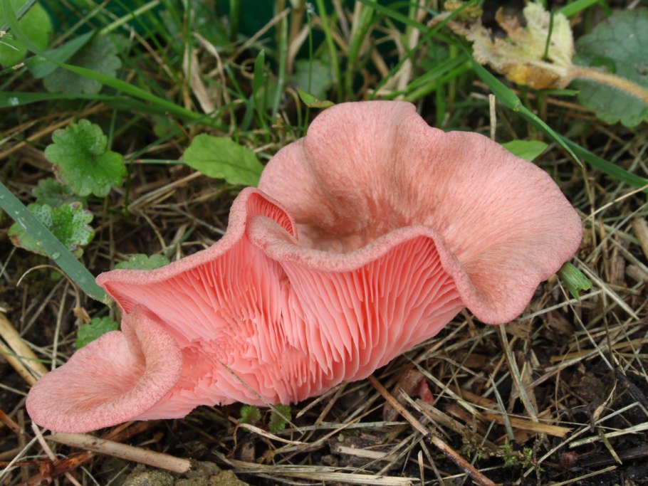 Гриб лаковица двухцветная