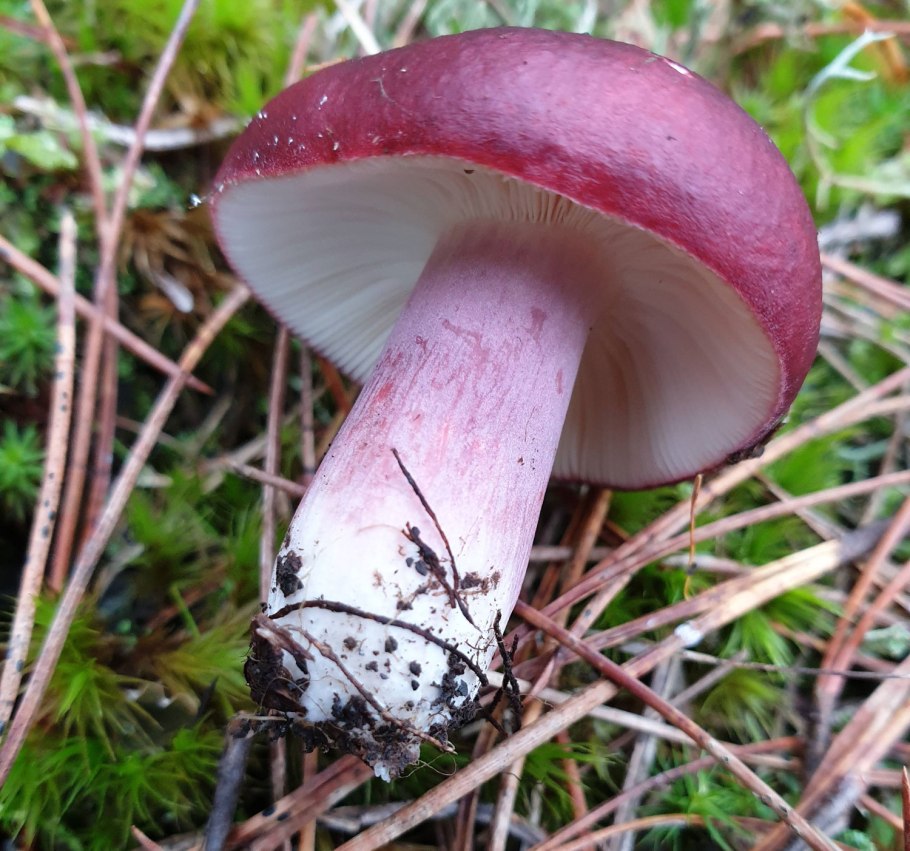 Гриб Мицена розовая