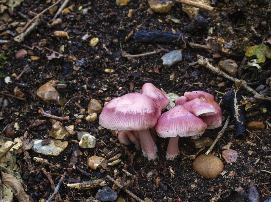 Mycena rosea