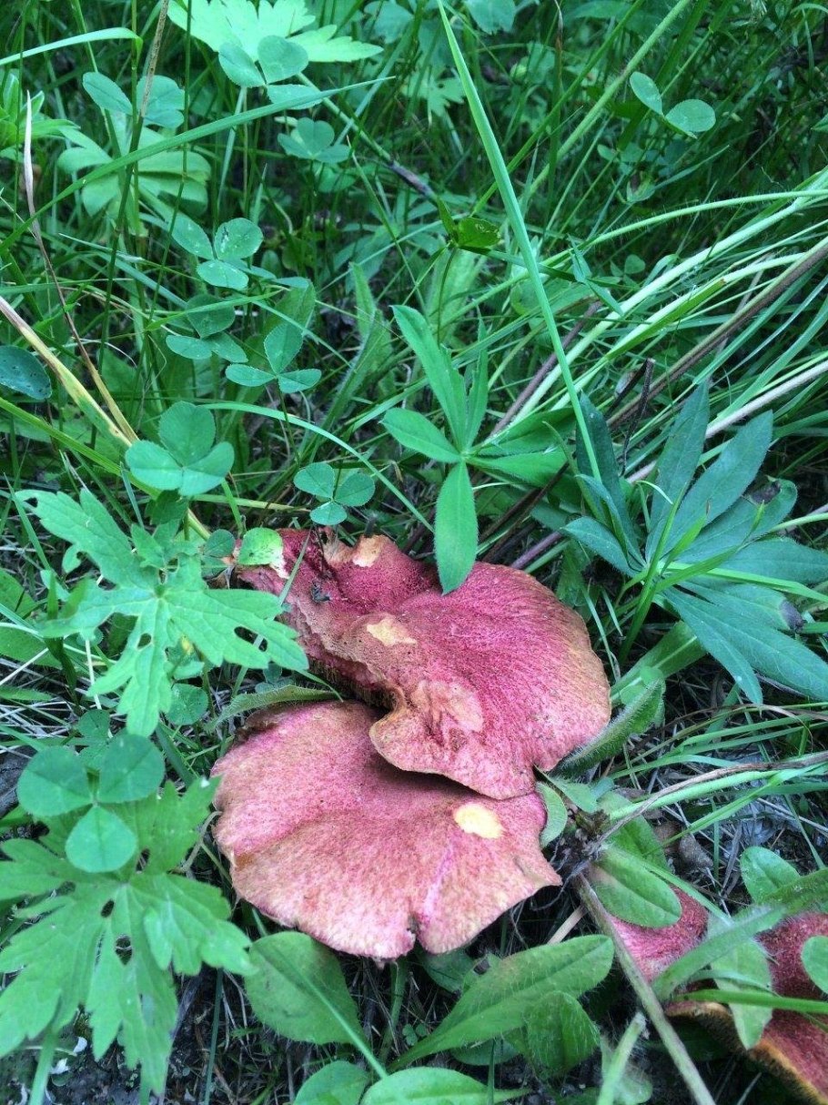 Розовый гриб