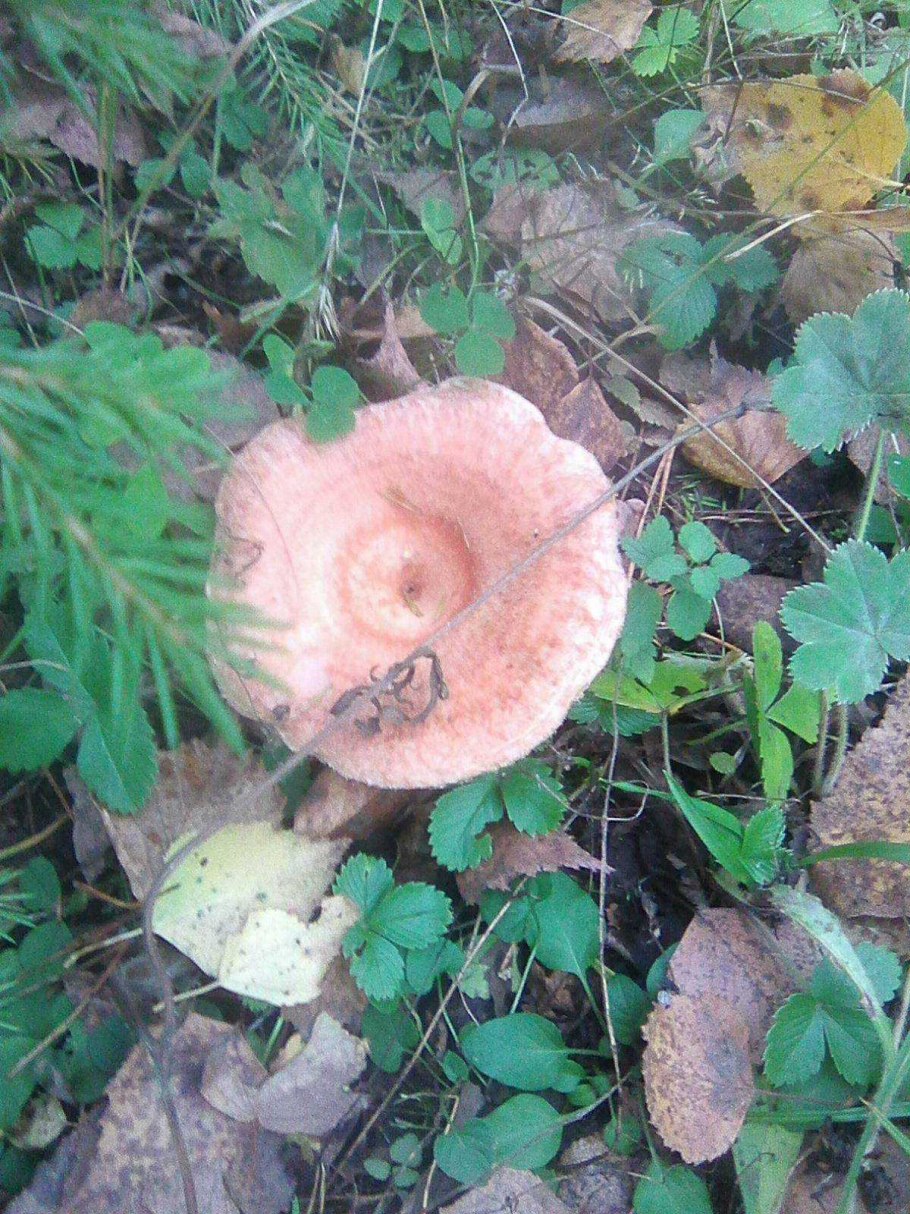 Лаковица обыкновенная