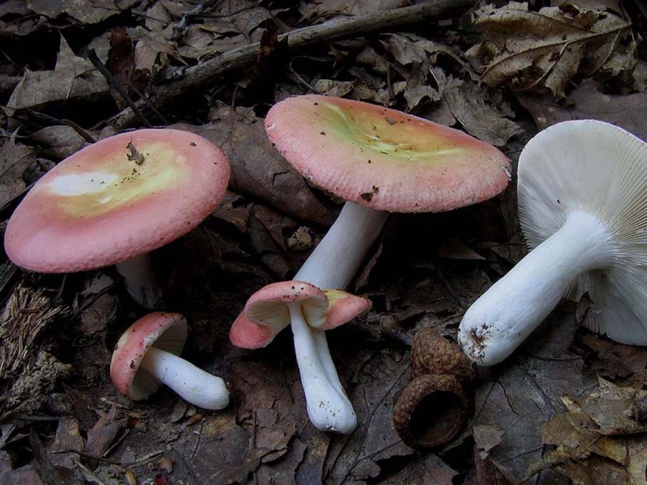 Gymnopilus luteofolius