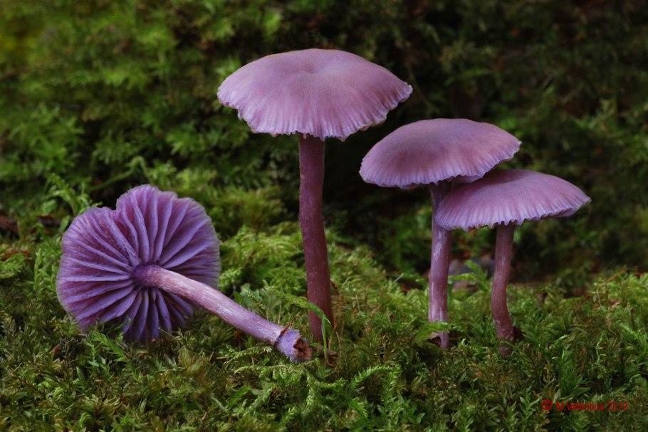 Mycena rosea грибы