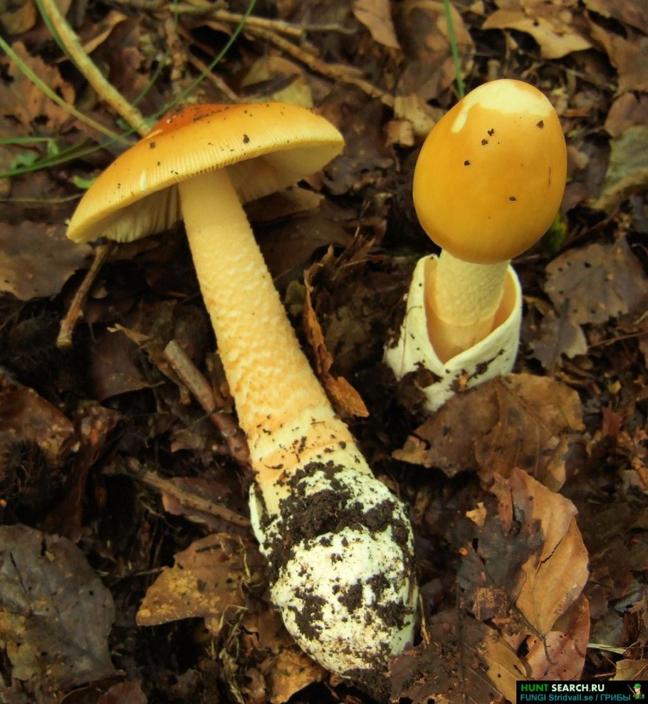 Поплавок жёлто-коричневый (Amanita fulva)
