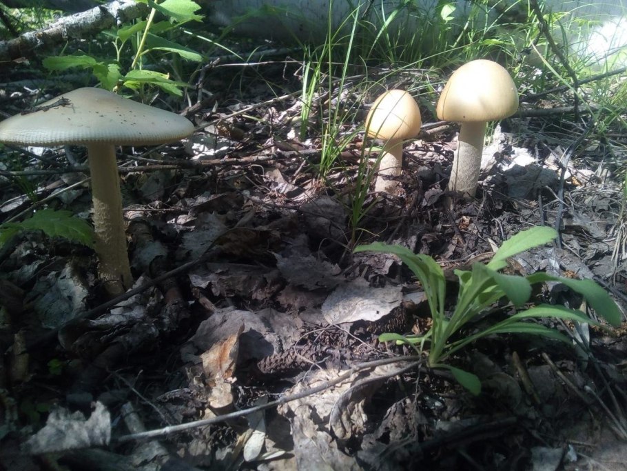 Грибы толкачики белые