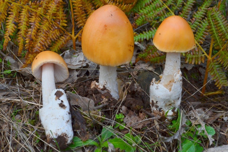 Грибы толкачики съедобные