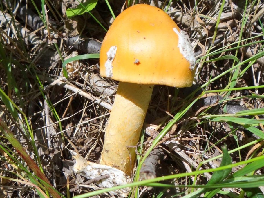 Толкачики грибы