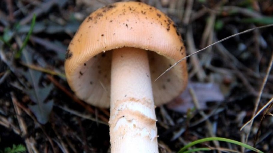 Толкачики грибы