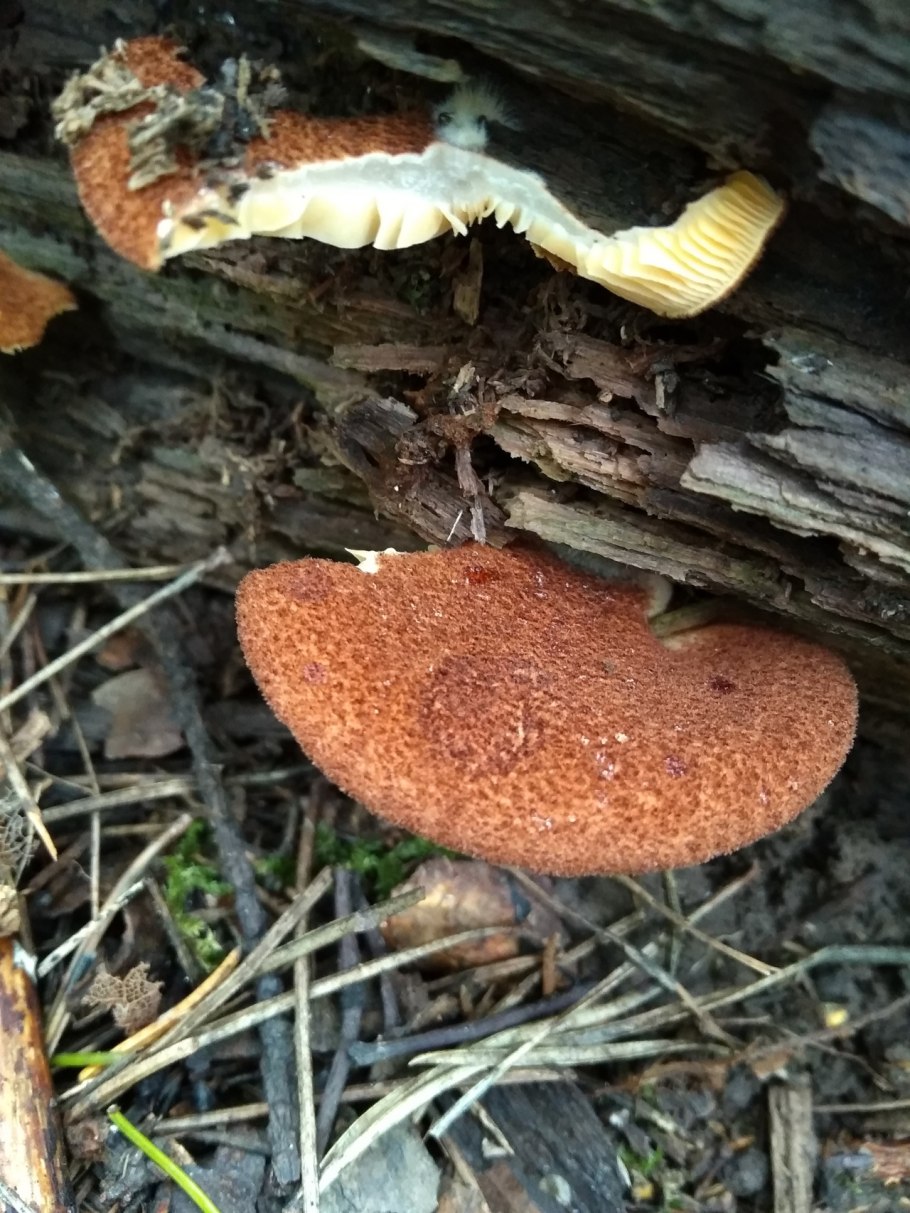 Поплавок шафрановый