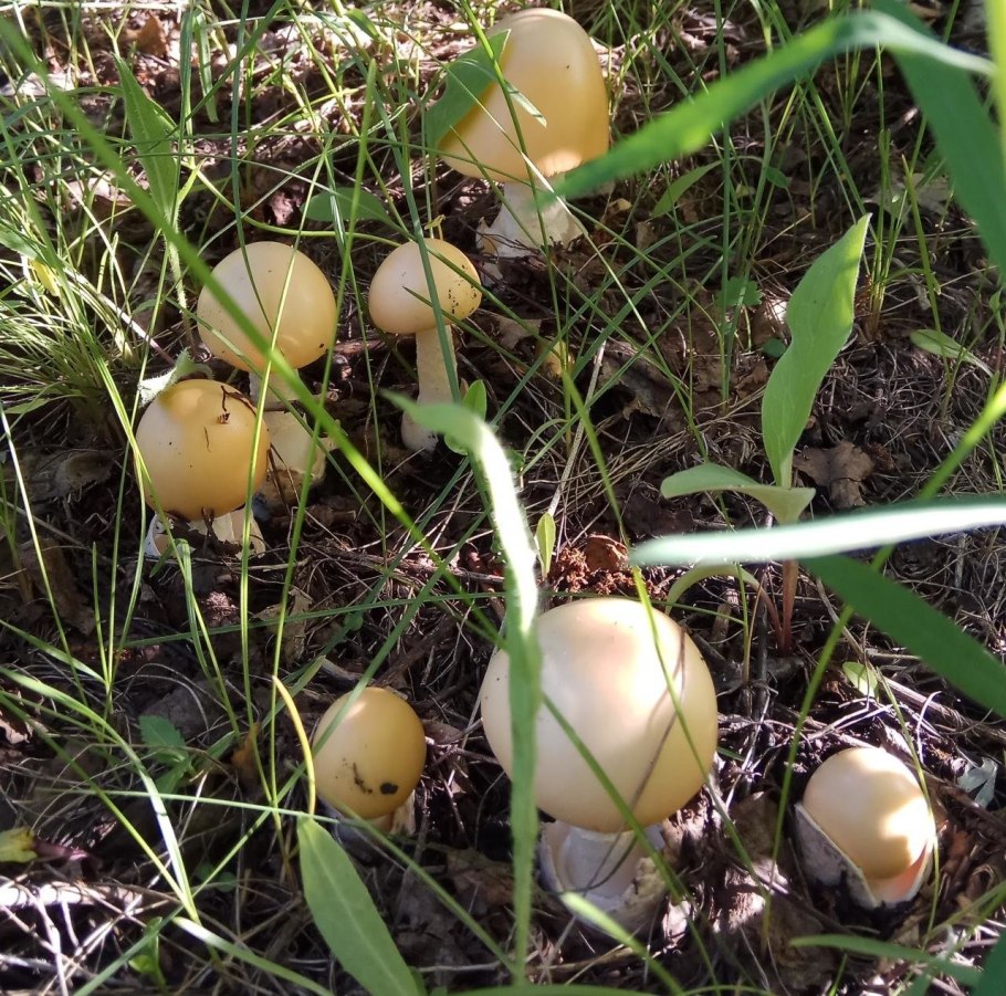 Толкачики грибы