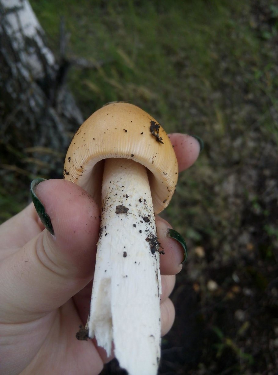 Грибы толкачики съедобные