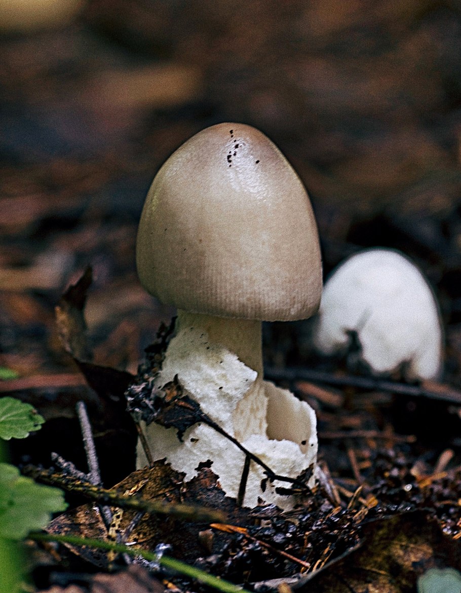 Грибы толкачики съедобные