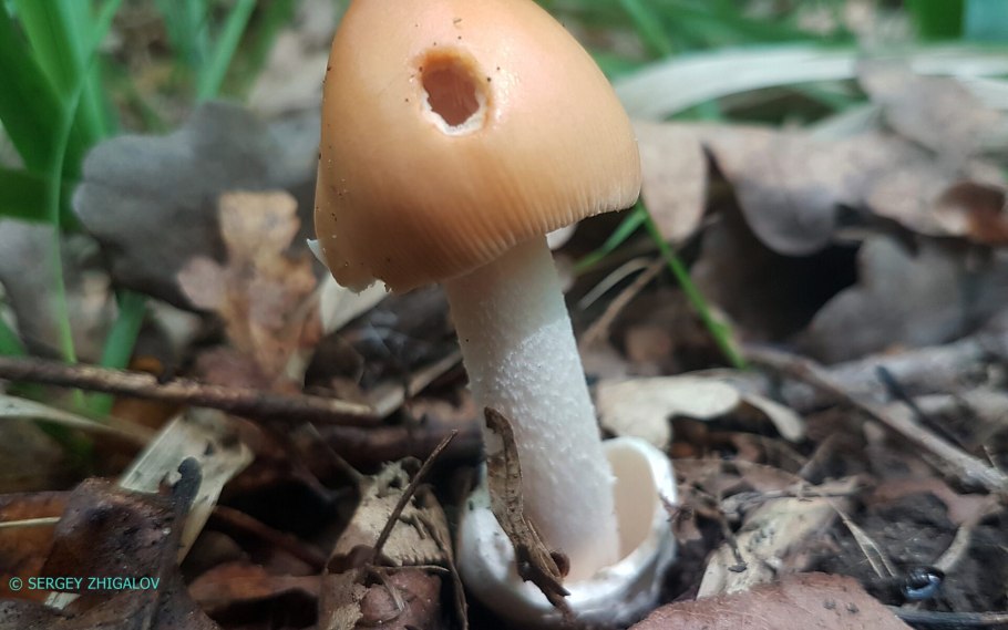 Поплавок шафранный