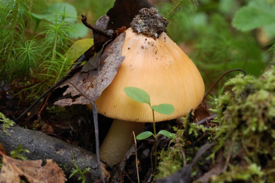 Грибы толкачики съедобные