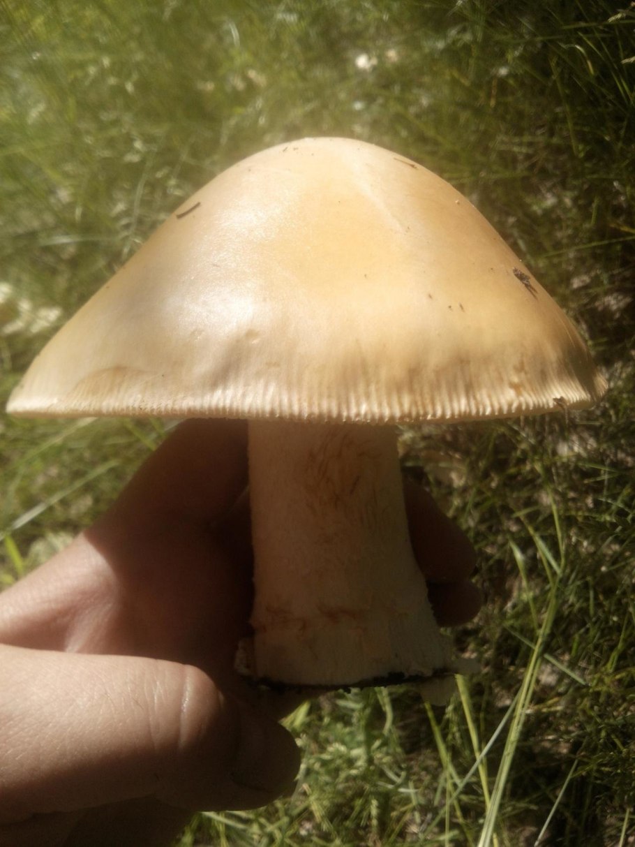 Поплавок шафрановый гриб